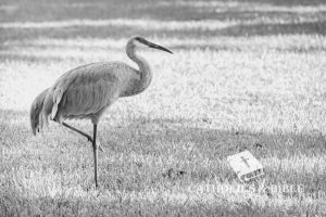 Catholics-Bible-13-5