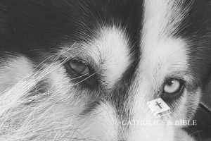 Catholics-Bible-16-5