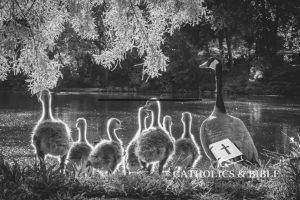 Catholics-Bible-29-2-1