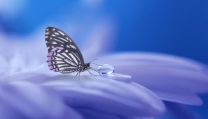 ¿Qué simboliza una mariposa en la Biblia? butterfly-3054736_1280-2
