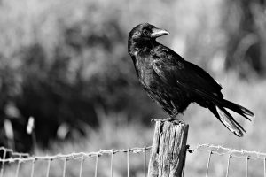 crow-3560516_1280-2