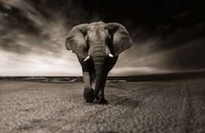 elephant-2870777_1280-1