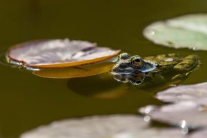 frog-6316284_1280-1