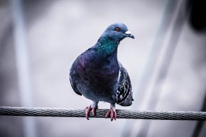 pigeon-918848_1280-1